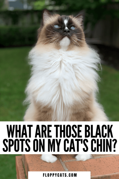 What Causes Black Flecks on Your Cat’s Chin and How to Treat Them
