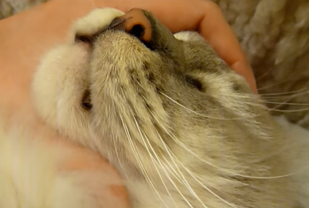 What Causes Black Flecks on Your Cat’s Chin and How to Treat Them