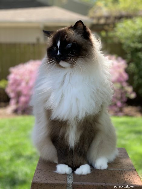 The Essential Role of Cats’ Leg Whiskers: Sensory Insight and Interaction