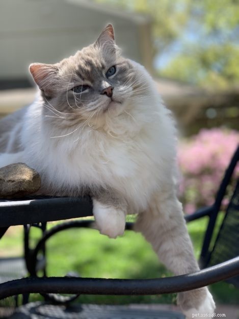 The Essential Role of Cats’ Leg Whiskers: Sensory Insight and Interaction