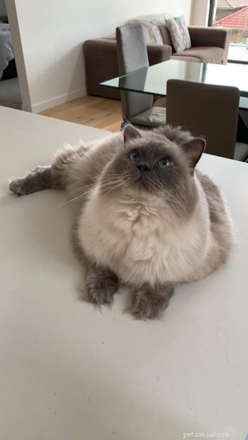 The Essential Role of Cats’ Leg Whiskers: Sensory Insight and Interaction