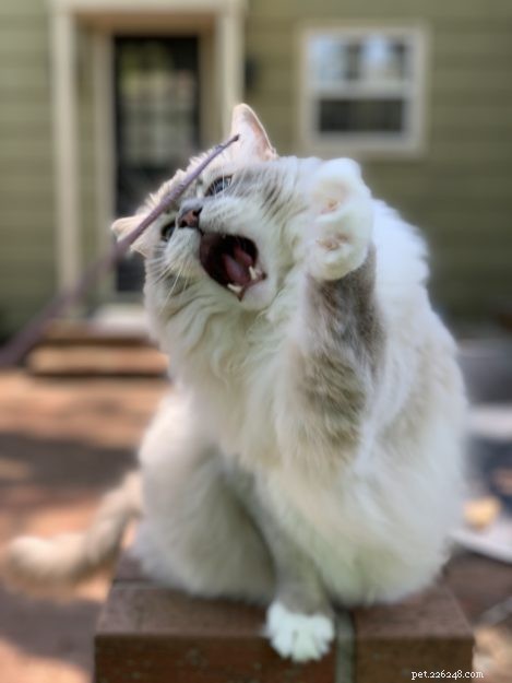 The Essential Role of Cats’ Leg Whiskers: Sensory Insight and Interaction