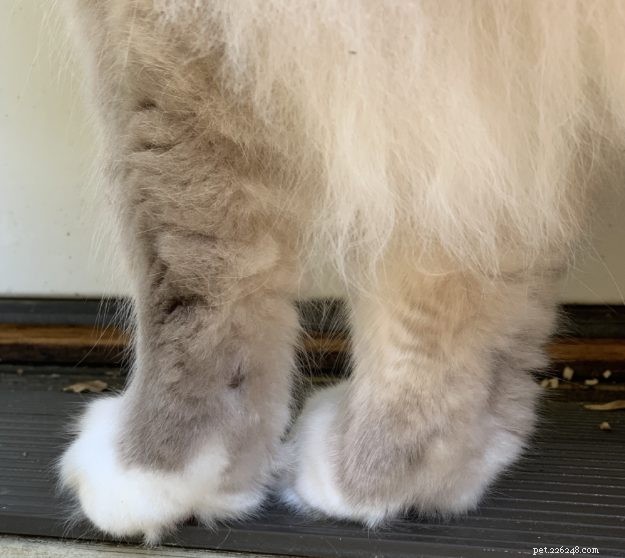 The Essential Role of Cats’ Leg Whiskers: Sensory Insight and Interaction
