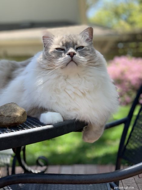 The Essential Role of Cats’ Leg Whiskers: Sensory Insight and Interaction