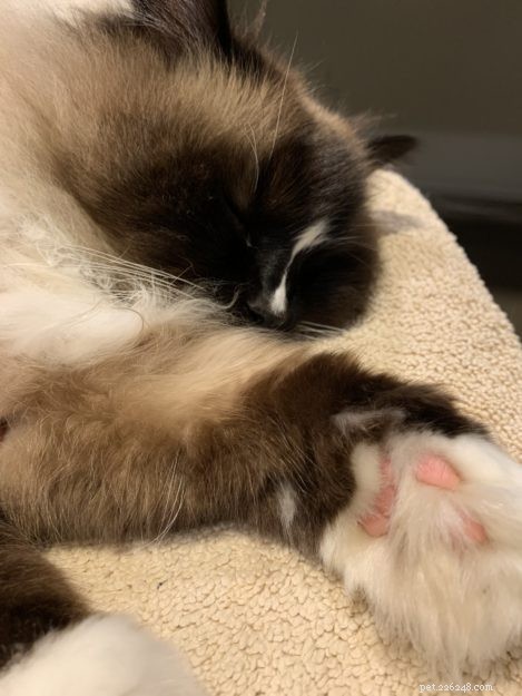 The Essential Role of Cats’ Leg Whiskers: Sensory Insight and Interaction
