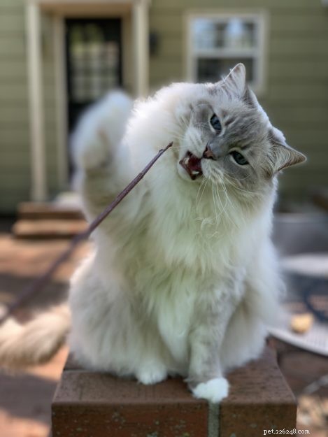 The Essential Role of Cats’ Leg Whiskers: Sensory Insight and Interaction