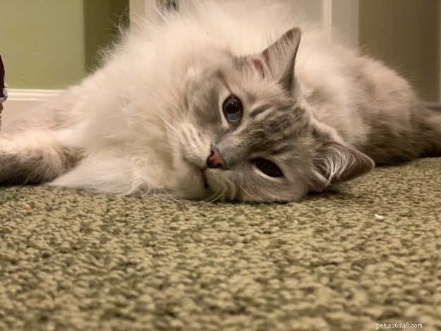 The Essential Role of Cats’ Leg Whiskers: Sensory Insight and Interaction