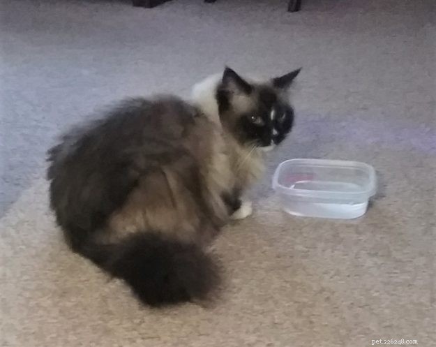 Logan the Ragdoll: From Second Choice to Beloved Companion