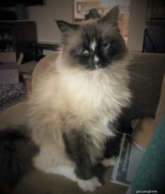 Logan the Ragdoll: From Second Choice to Beloved Companion