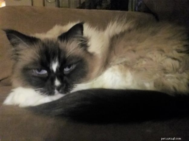 Logan the Ragdoll: From Second Choice to Beloved Companion