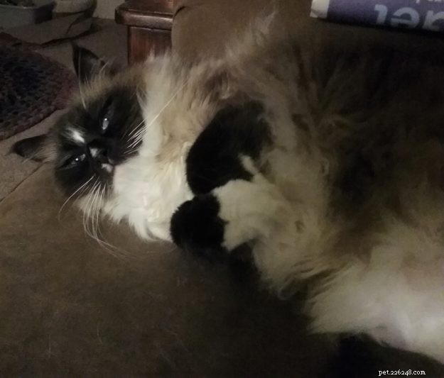 Logan the Ragdoll: From Second Choice to Beloved Companion