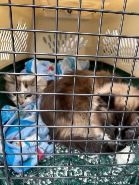 Logan the Ragdoll: From Second Choice to Beloved Companion