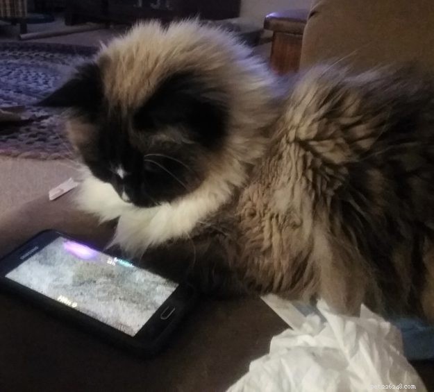 Logan the Ragdoll: From Second Choice to Beloved Companion