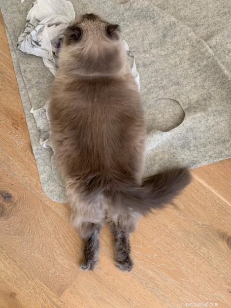 Adorable Cats Splooting: Why They Lie Flat and What It Means