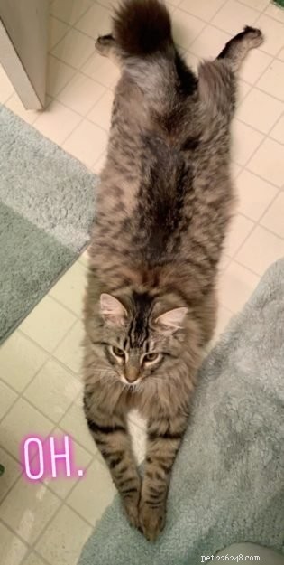 Adorable Cats Splooting: Why They Lie Flat and What It Means