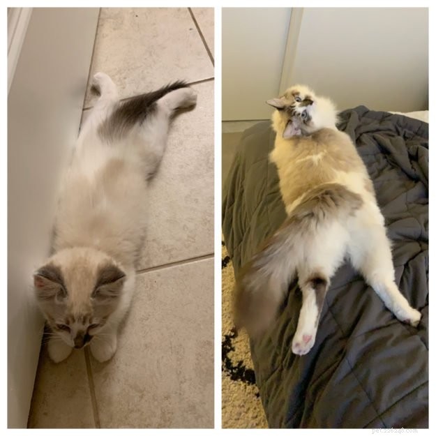 Adorable Cats Splooting: Why They Lie Flat and What It Means