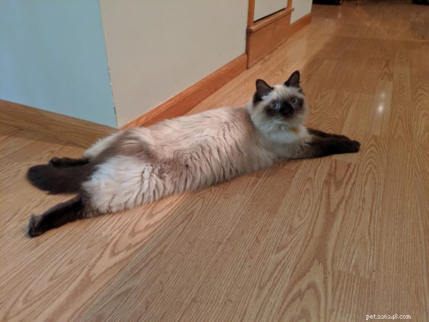 Adorable Cats Splooting: Why They Lie Flat and What It Means