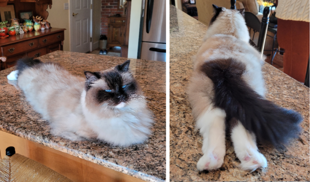 Adorable Cats Splooting: Why They Lie Flat and What It Means