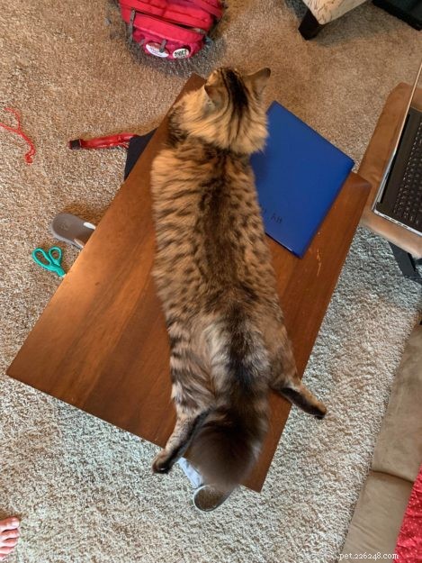 Adorable Cats Splooting: Why They Lie Flat and What It Means