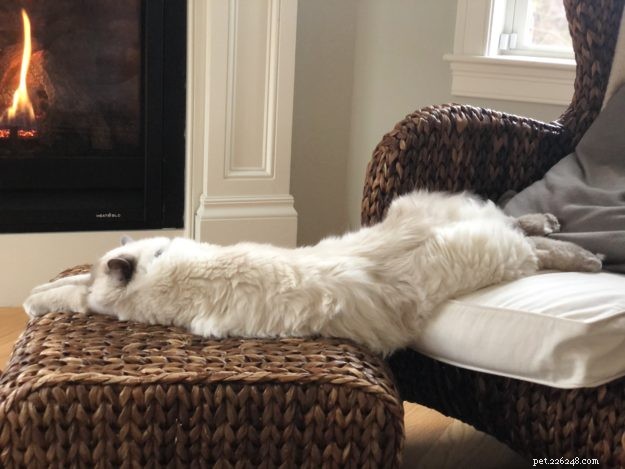 Adorable Cats Splooting: Why They Lie Flat and What It Means