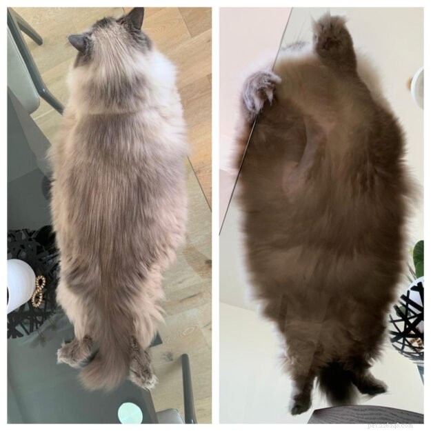Adorable Cats Splooting: Why They Lie Flat and What It Means