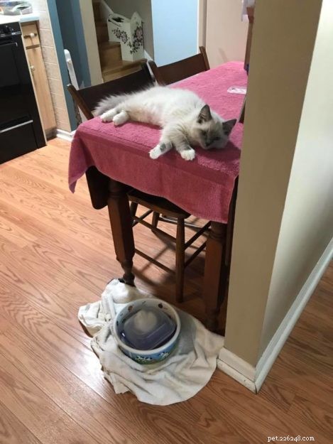 Holly: A Ragdoll s Story of Love and Resilience