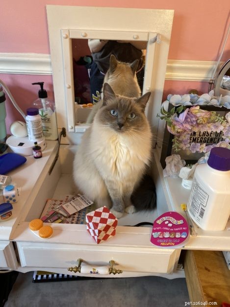 Holly: A Ragdoll s Story of Love and Resilience