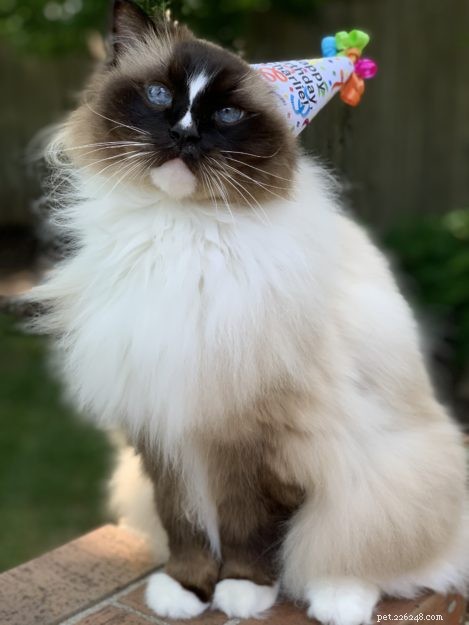 Charlie Turns 11: A Heartfelt Birthday Celebration