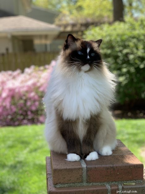 Charlie Turns 11: A Heartfelt Birthday Celebration
