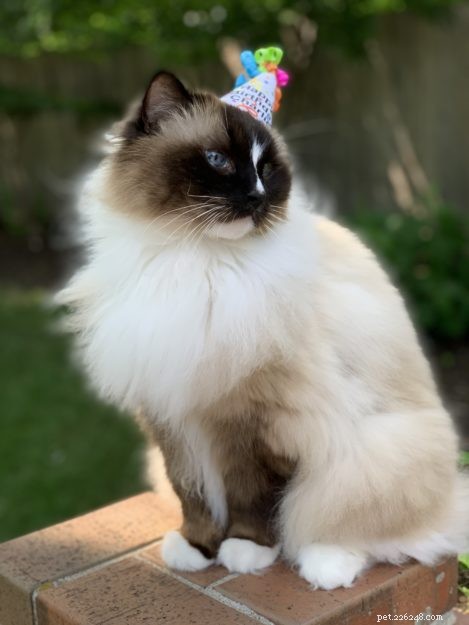 Charlie Turns 11: A Heartfelt Birthday Celebration