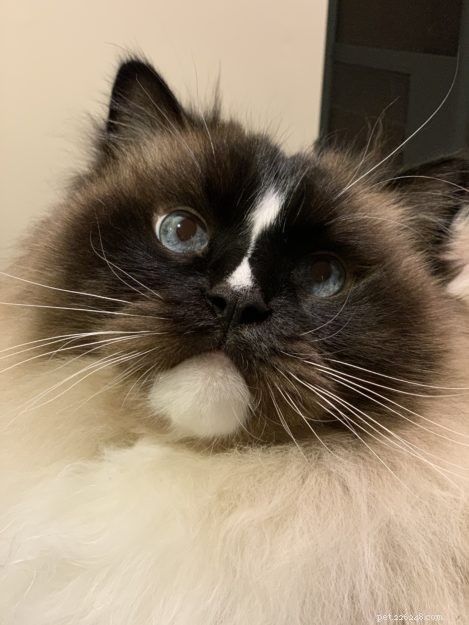 Charlie Turns 11: A Heartfelt Birthday Celebration