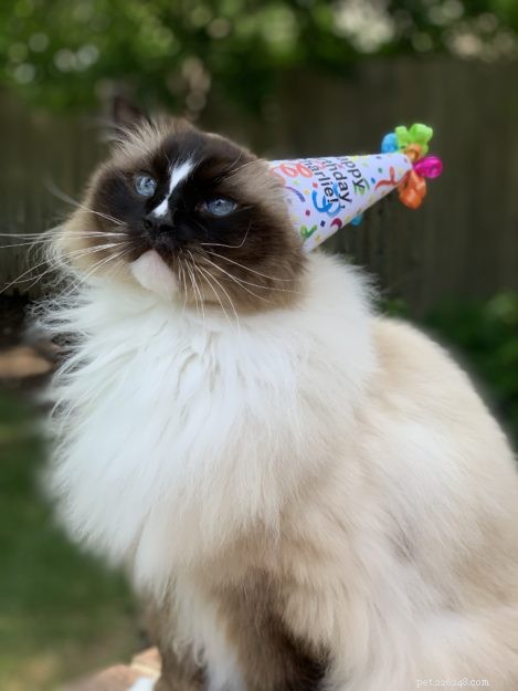 Charlie Turns 11: A Heartfelt Birthday Celebration