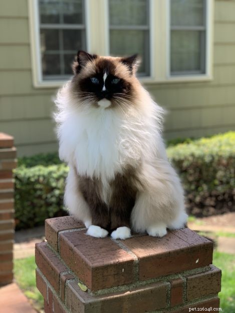 Charlie Turns 11: A Heartfelt Birthday Celebration