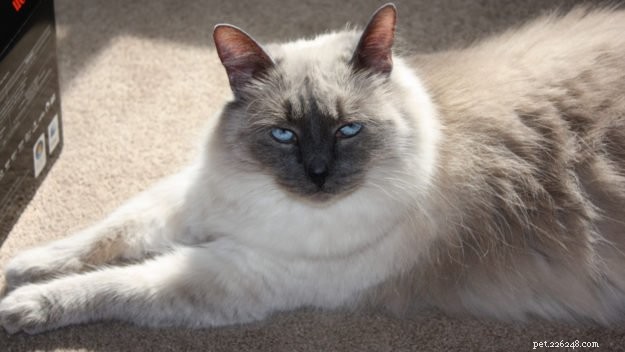 Meet Tuna Cat: Blue Point Ragdoll Spotlight – Floppycat of the Week