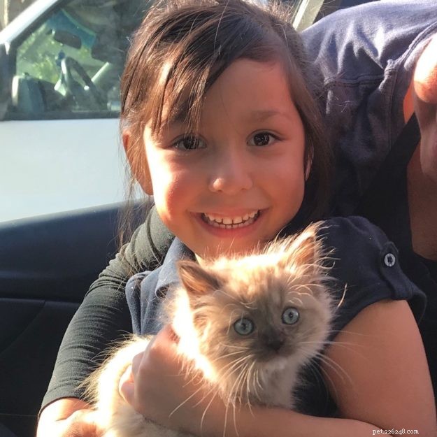 Meet Mocha: This Month’s Featured Ragdoll Kitten