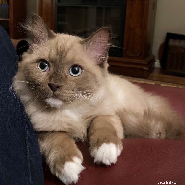 Meet Mocha: This Month’s Featured Ragdoll Kitten
