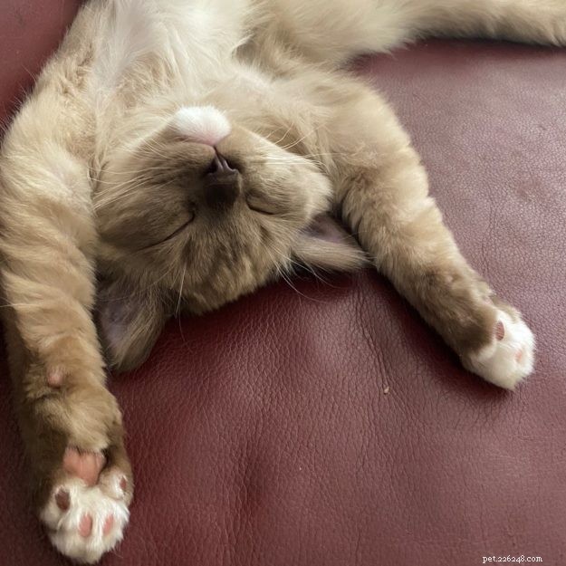 Meet Mocha: This Month’s Featured Ragdoll Kitten