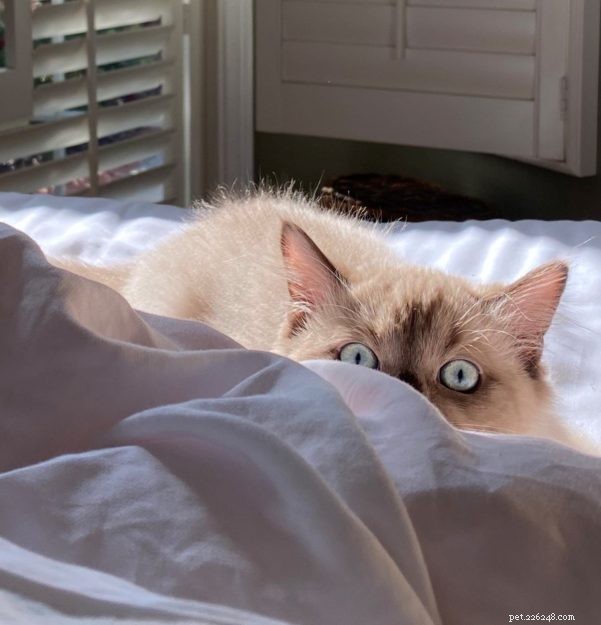 Meet Mocha: This Month’s Featured Ragdoll Kitten