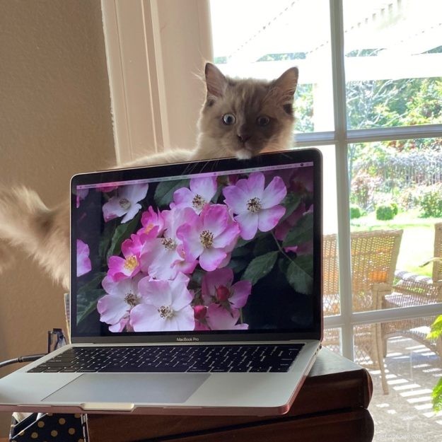 Meet Mocha: This Month’s Featured Ragdoll Kitten
