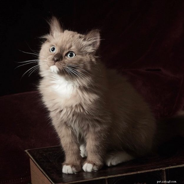 Meet Mocha: This Month’s Featured Ragdoll Kitten