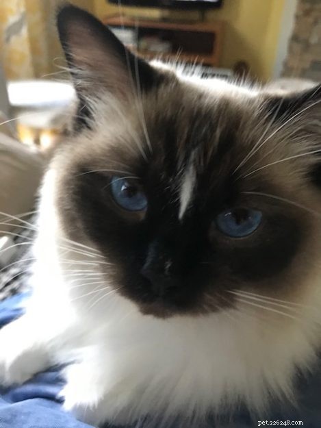 Meet Duckie: The Charming Ragdoll of the Week