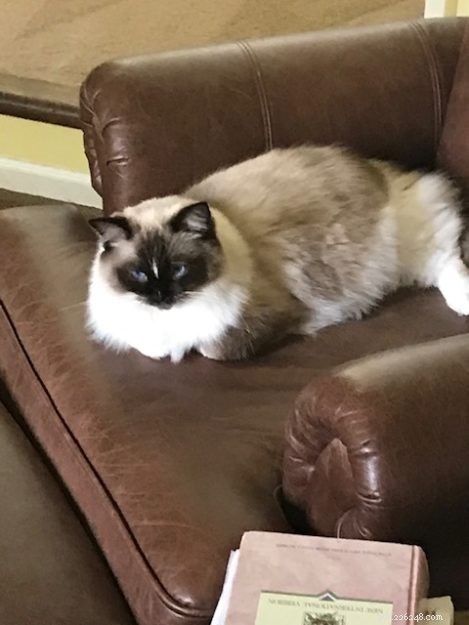 Meet Duckie: The Charming Ragdoll of the Week