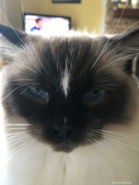 Meet Duckie: The Charming Ragdoll of the Week