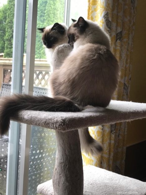 Meet Duckie: The Charming Ragdoll of the Week