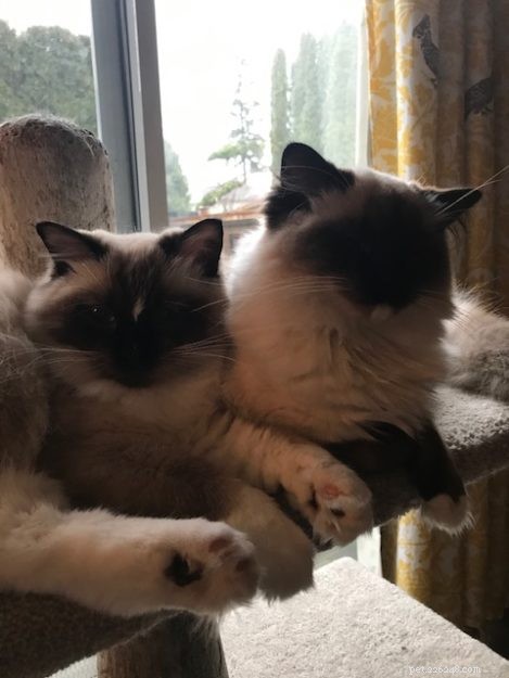 Meet Duckie: The Charming Ragdoll of the Week