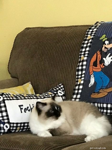 Meet Duckie: The Charming Ragdoll of the Week