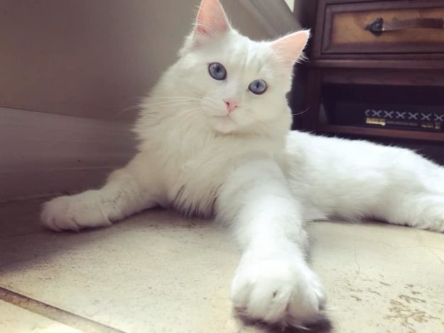 Yeti – Our Beloved Blue‑Eyed Ragdoll Cat