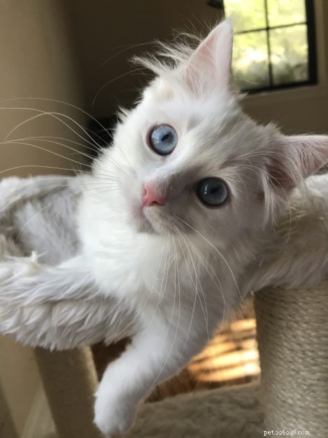 Yeti – Our Beloved Blue‑Eyed Ragdoll Cat