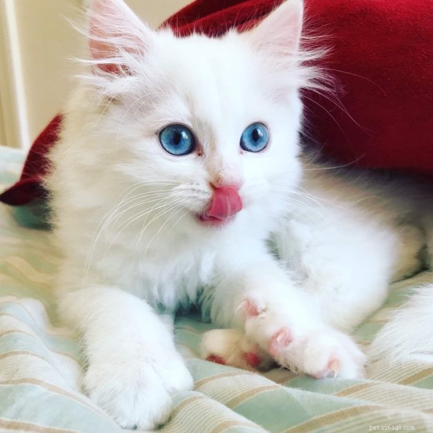 Yeti – Our Beloved Blue‑Eyed Ragdoll Cat