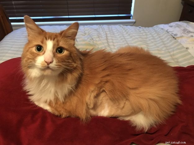 Yeti – Our Beloved Blue‑Eyed Ragdoll Cat